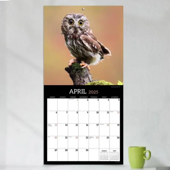 TF Publishing 2025 Owls Wall Calendar {5}