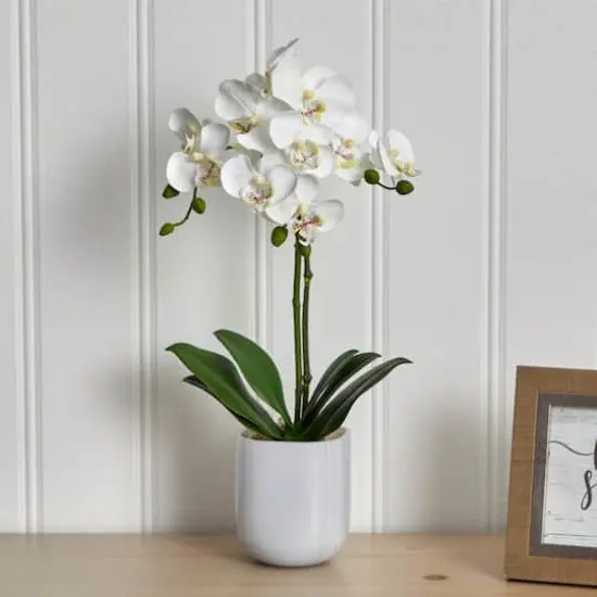 18.5" Moth Orchid in Frosted Glass {4}