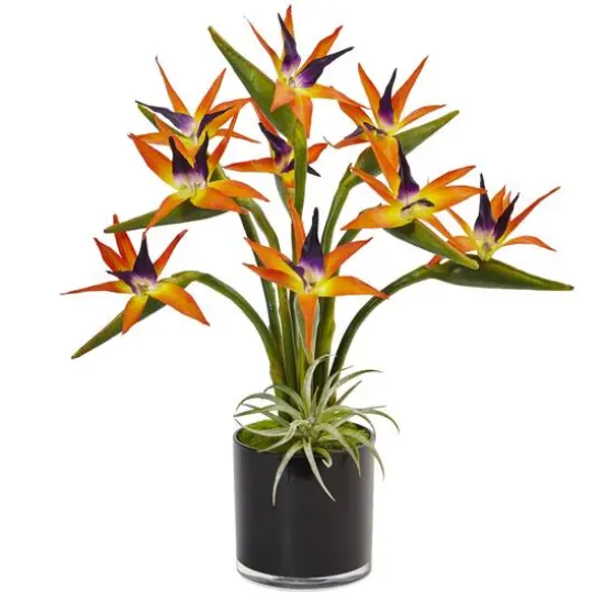 24" Bird of Paradise Arrangement in Black Glossy Cylinder {1}