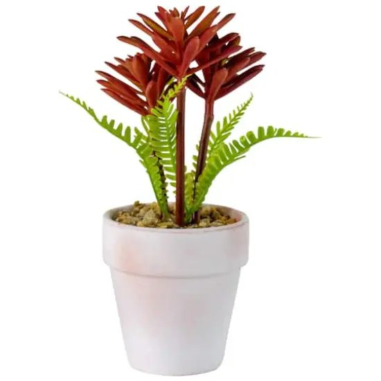 8" Red And Green Succulent Fern In Ceramic White Pot {4}