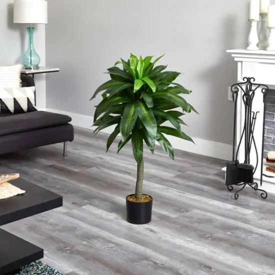 3.5ft. Potted Dracaena Plant {4}
