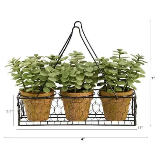 7" Potted Jade Garden Plants in Hanging Wire Planter {3}