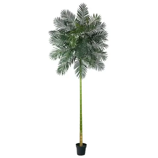 10ft. Potted Golden Cane Palm Tree {1}