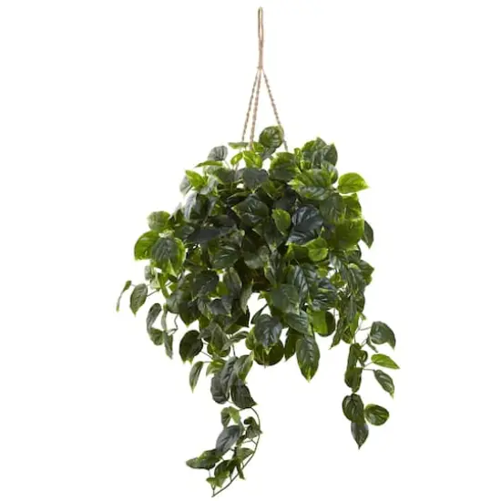 3ft. Pothos Hanging Basket {1}