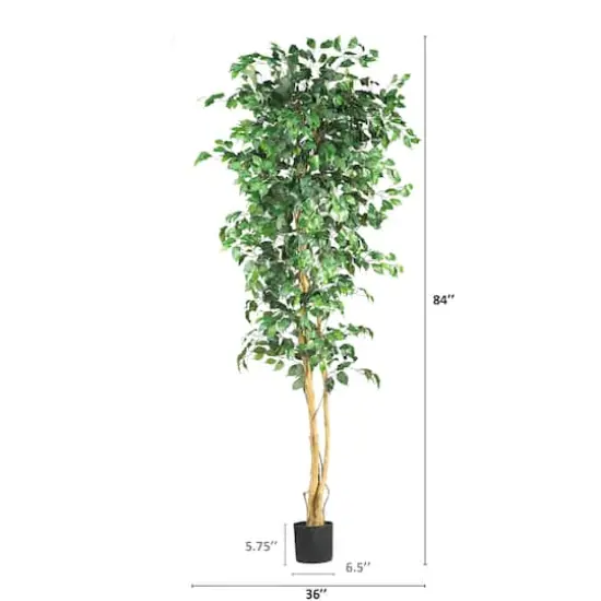 7ft. Potted Ficus Tree {3}