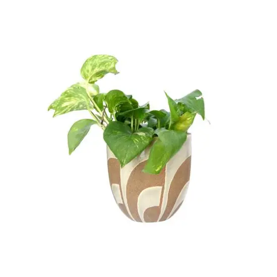 Hello Honey&reg; 6" Hand Painted Terracotta Planter {6}