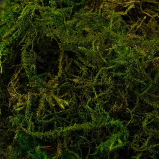 SuperMoss&reg; Preserved Moss {7}
