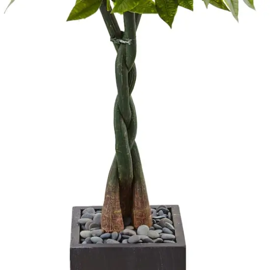 5ft. Money Tree in Black Square Planter {4}