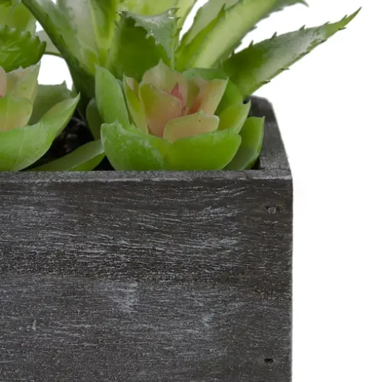 10" Mixed Succulent Plants in Rectangular Planter {5}