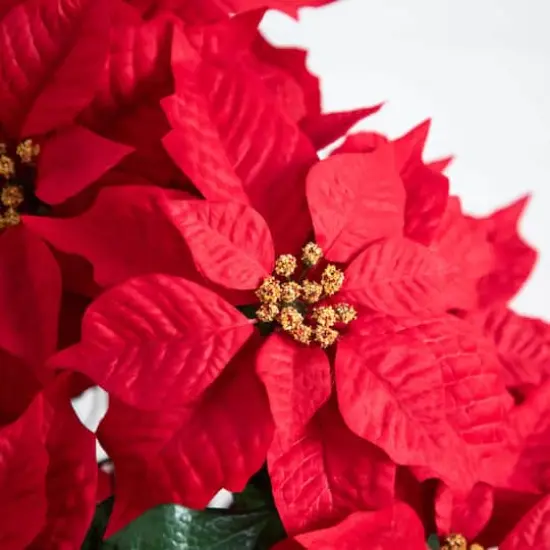 19" Artificial Poinsettia Arrangement in Red Wrapped Planter {4}