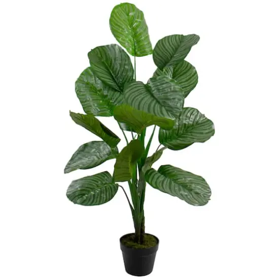 4ft. Potted Two Tone Green Calathea Floor Plant {1}