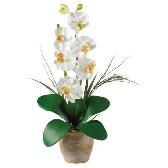 21" Moth Orchid Arrangement in Ceramic Planter {1}