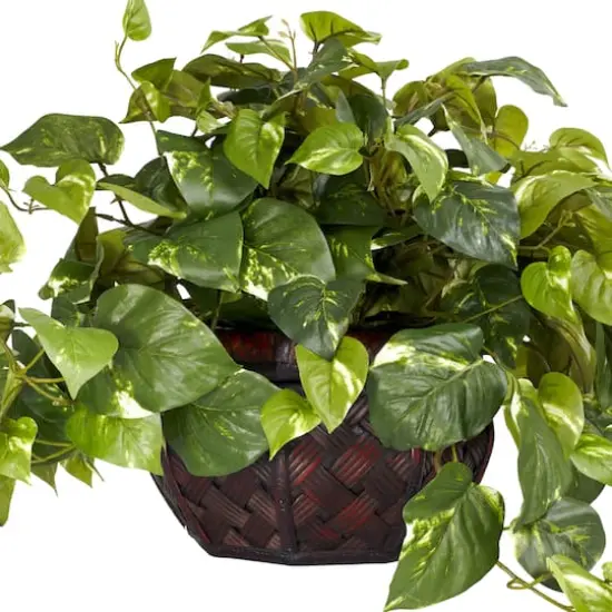15" Potted Pothos Plant {4}