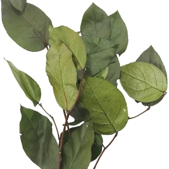 24" Basil Salal Foliage by Ashland&reg; {3}