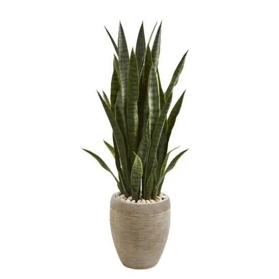 3.5ft. Snake Plant in Sand Colored Planter {1}