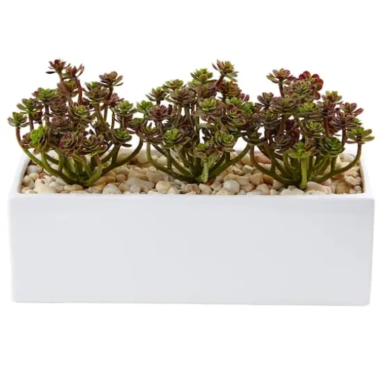 8'' Sedum Arrangement in White Planter {1}