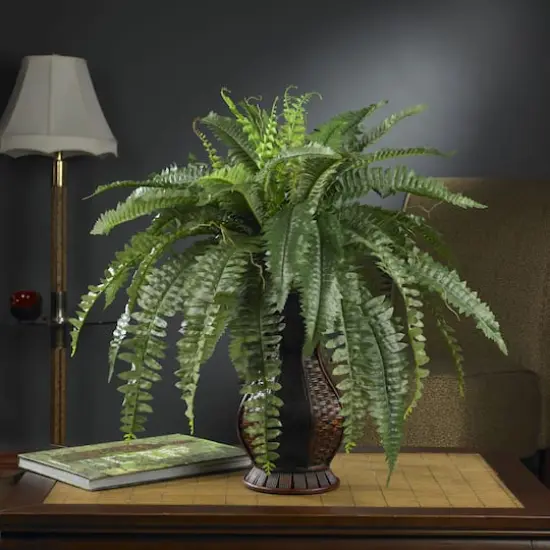 2.5.ft. Boston Fern In Decorative Brown Urn {3}