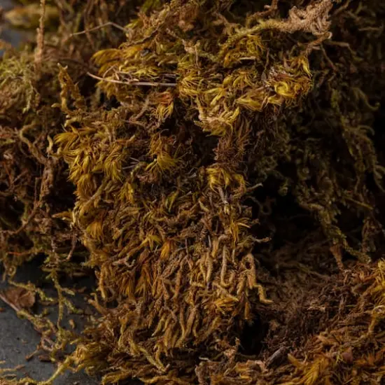 Deco Moss by Ashland&reg; {5}