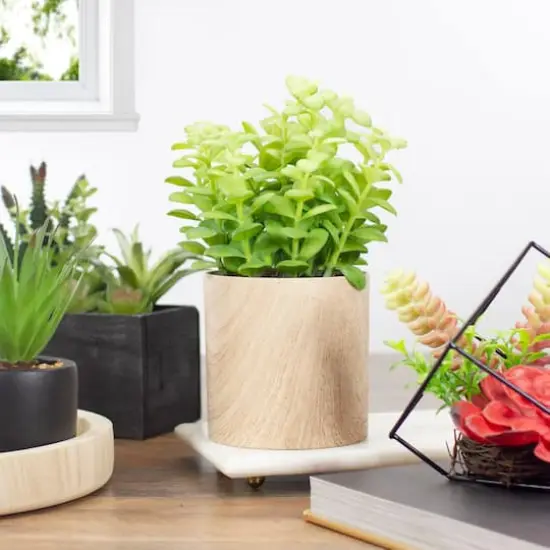 10" Green Privet Plant in Faux Wood Pot {3}