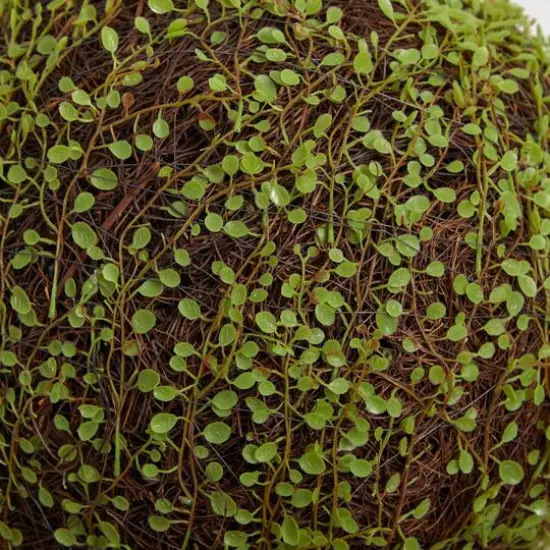 2.5ft. Mohlenbechia Ball in Black Tower Vase {6}