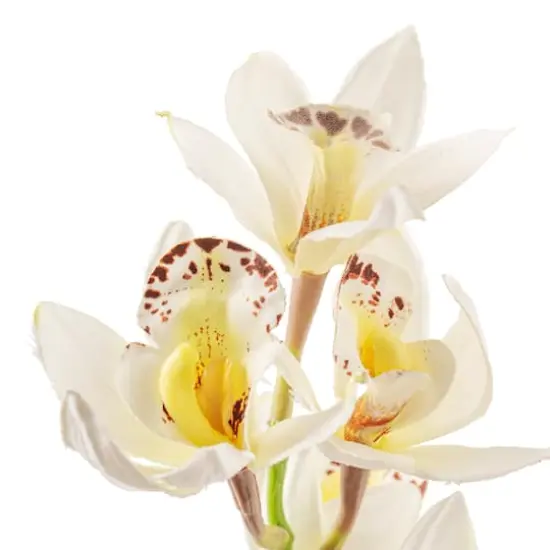 Tropical Cymbidium Stem by Ashland&reg; Cream {3}