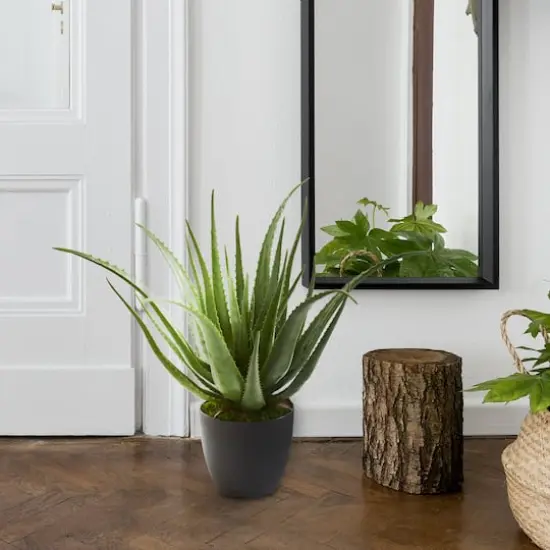 2ft. Potted Aloe Plant {4}