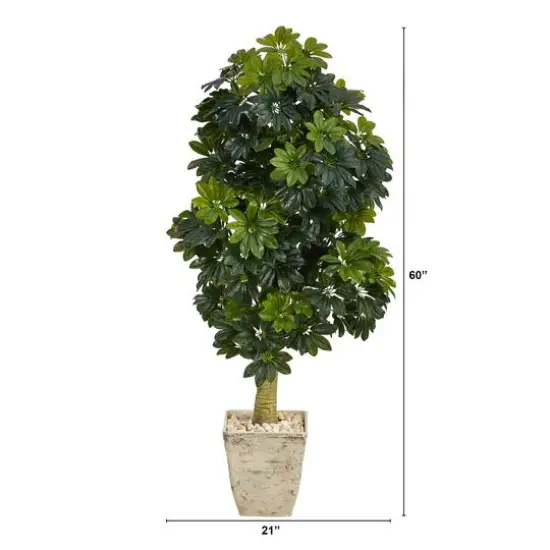 5ft. Umbrella Tree in Country White Planter {3}