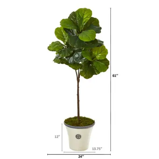 5ft. Fiddle Leaf Tree in Planter {3}