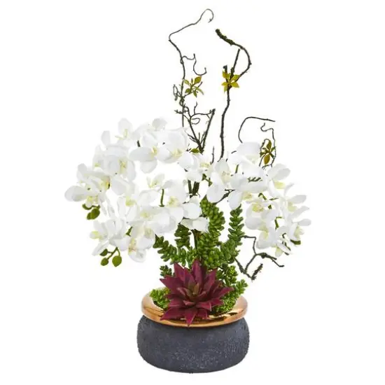 21" Potted Moth Orchid & Succulent Arrangement White {1}