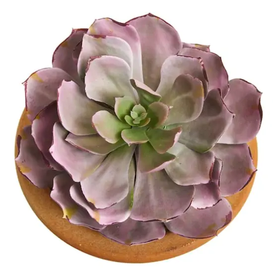 12" Purple & Green Succulents in Ceramic Vases, 2ct. {5}