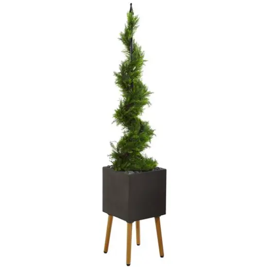5.5ft. Cypress Spiral Topiary Tree in Black Planter with Stand {1}