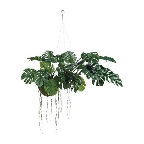 Hello Honey&reg; 51" Lush Green Hanging Monstera Kokedama {1}