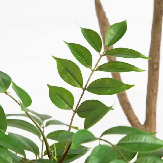 5ft. Potted Pieris Tree {5}