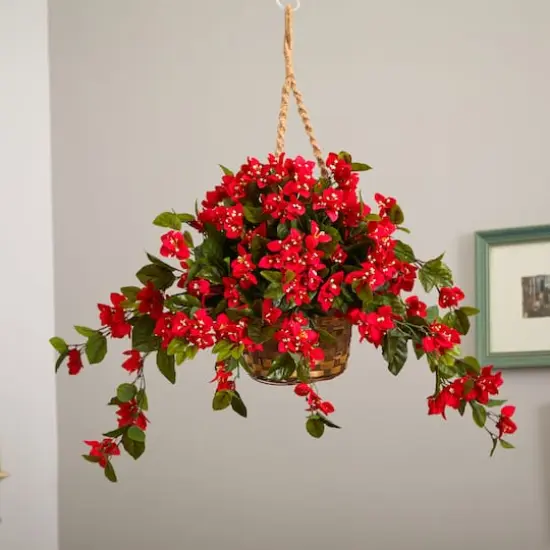 2.5ft. Bougainvillea Hanging Basket {5}