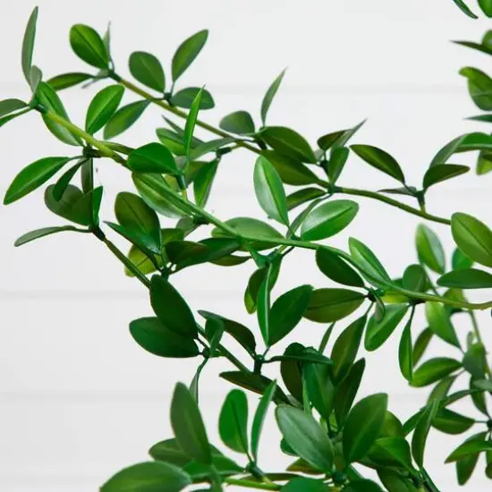 5ft. Artificial Shady Lady Black Olive Tree {4}