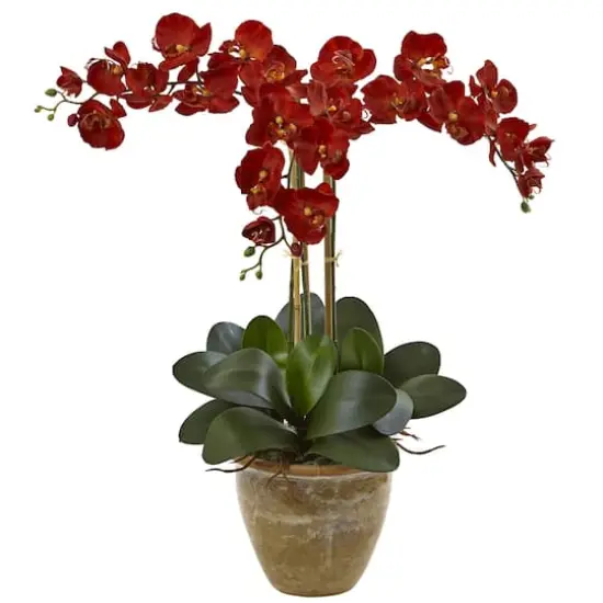 27'' Autumn Triple Stem Moth Orchid in Ceramic Vase {1}