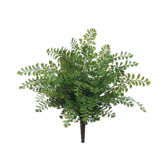 Maidenhair Fern Bush  {1}