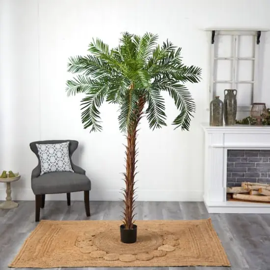 7ft. Potted Cycas Palm Tree {2}