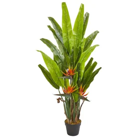 4.5ft. Potted Bird of Paradise Plant {1}