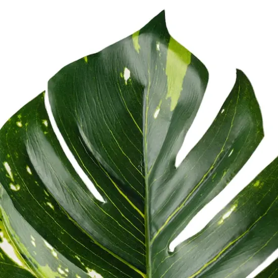 Monstera Leaf Stem by Ashland&reg; {4}