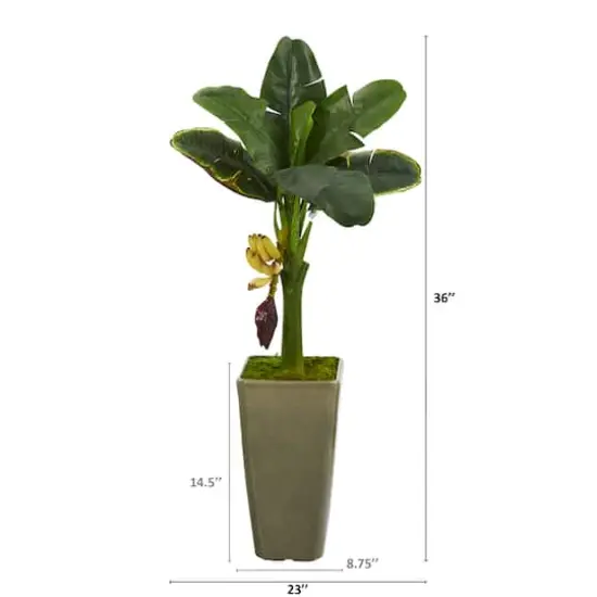 3ft. Banana Tree in Olive Green Planter {3}
