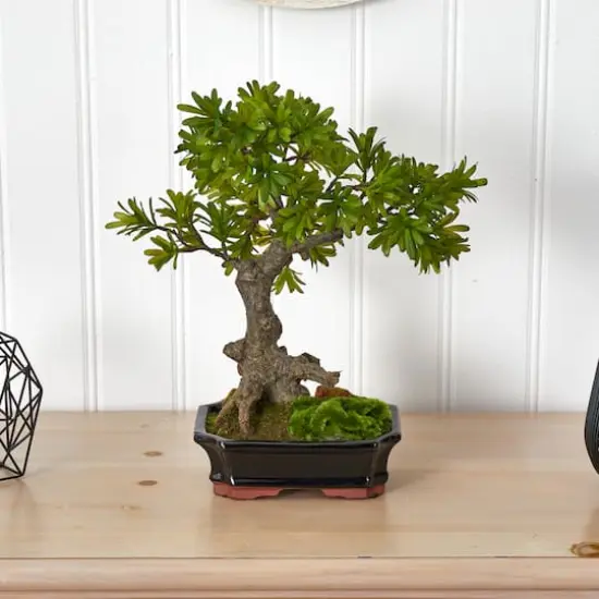 14" Plum Pine Bonsai in Ceramic Planter {4}