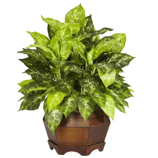 2ft. Variegated Dumb Cane Plant in Large Hexagon Planter {1}