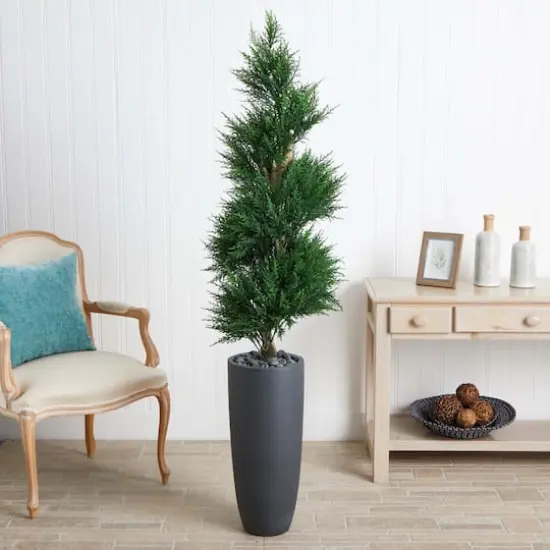 6ft. Spiral Cypress Tree in Cylinder Planter {5}