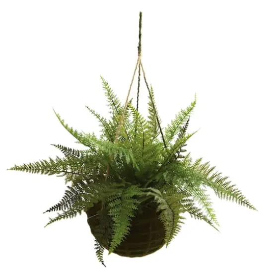 13'' Leather Fern in Mossy Hanging Basket, 2ct. {3}