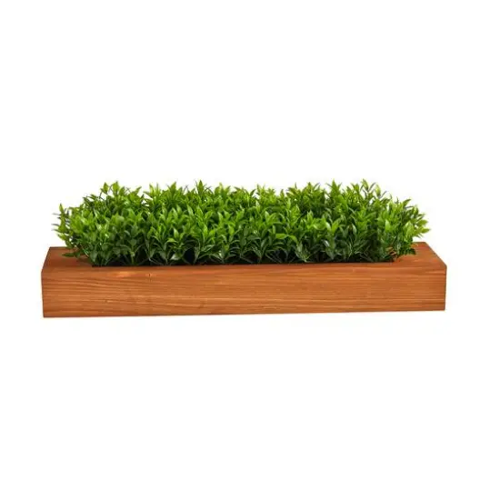 6" Sweet Grass Plant in Decorative Planter {1}
