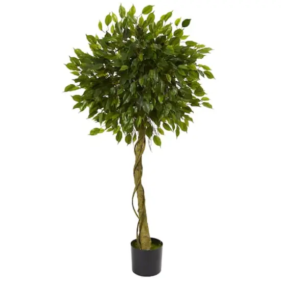 5ft. Potted Ficus Topiary {1}
