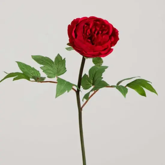 20" Red Peony Flower Stems, 3ct. {10}