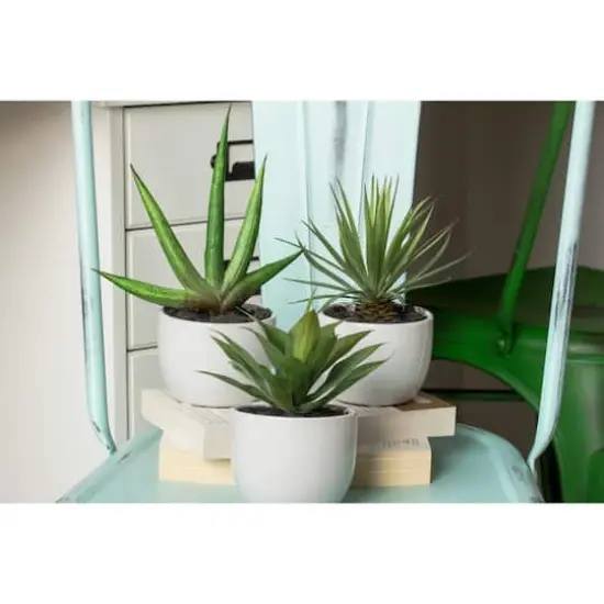 Potted Agave Plant Collection 3ct. {8}