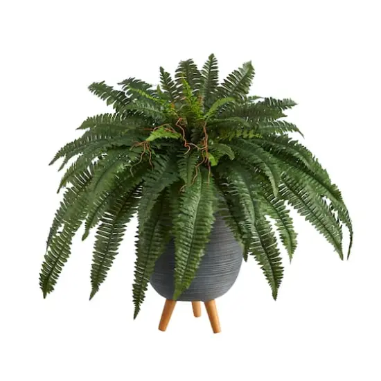 2.5ft. Boston Fern in Gray Planter with Legs {1}